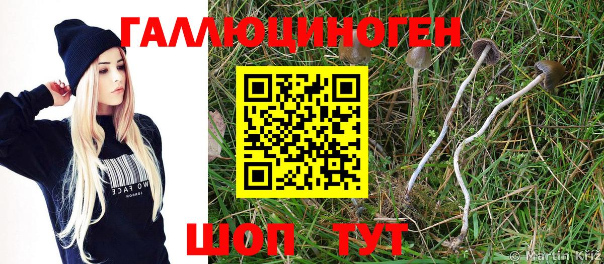 Галлюциногенные грибы Psilocybine cubensis  как найти закладки  Галлюциногенные грибы Psilocybine cubensis  Зеленогорск  Вход с VPN 